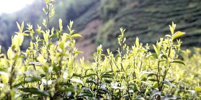 关于甘肃文县：“茶旅”融合助农增收 茶产业越做越大的资讯