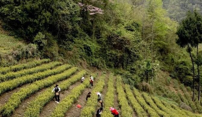 关于甘肃文县：“茶旅”融合助农增收 茶产业越做越大的资讯(3)
