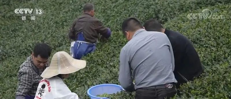 有关于带动乡村振兴，福鼎白茶年综合产值达137亿元！的信息(2)