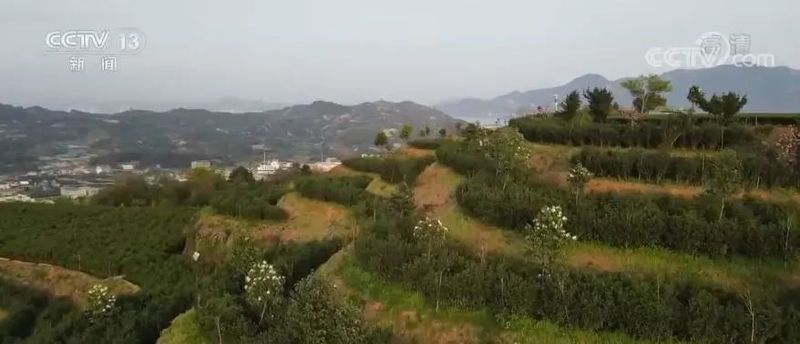 有关于带动乡村振兴，福鼎白茶年综合产值达137亿元！的信息