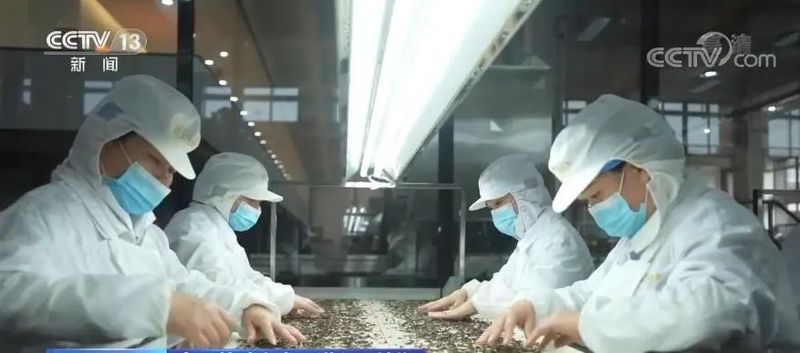 有关于带动乡村振兴，福鼎白茶年综合产值达137亿元！的信息(1)