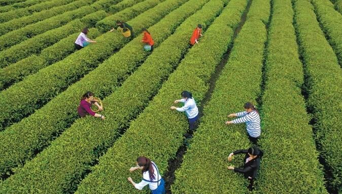 有关于安徽岳西：18.5万亩翠兰茶陆续开园采摘的资讯