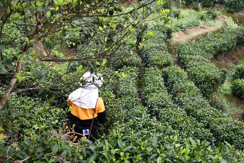 关于赣鄱·茶情：清明茶正香情更浓的内容(2)