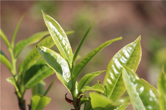 关于一周速读：春茶上市交易热、普洱茶‘清源’茶专项整治、贵州春茶产销的资讯(3)