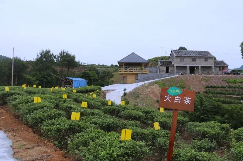 关于福鼎白茶做精“茶业文章”,推动产业可持续发展!的相关信息(8)