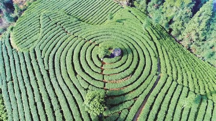 有关于春风万里送新茶：保靖县创新发展保靖黄金茶产业纪实的相关信息