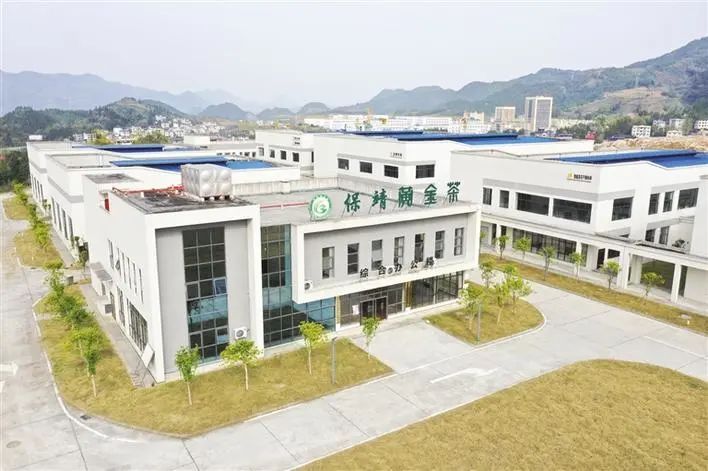 有关于春风万里送新茶：保靖县创新发展保靖黄金茶产业纪实的相关信息(5)