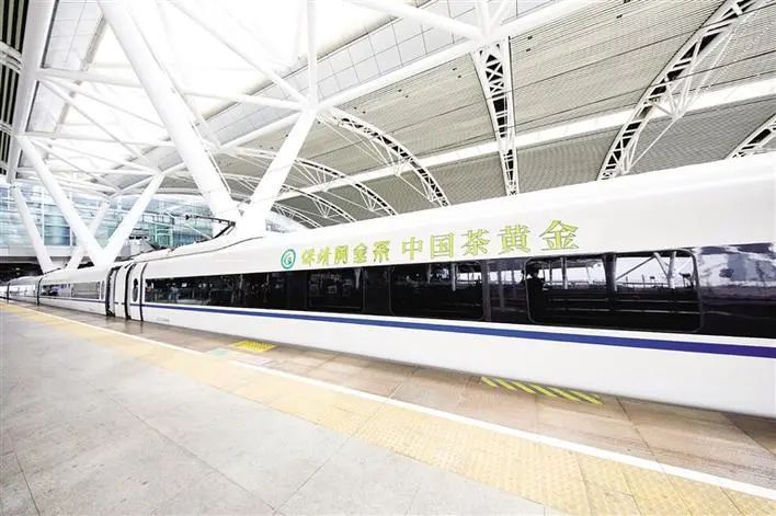 有关于春风万里送新茶：保靖县创新发展保靖黄金茶产业纪实的相关信息(4)