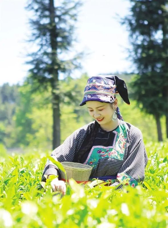 有关于春风万里送新茶：保靖县创新发展保靖黄金茶产业纪实的相关信息(3)