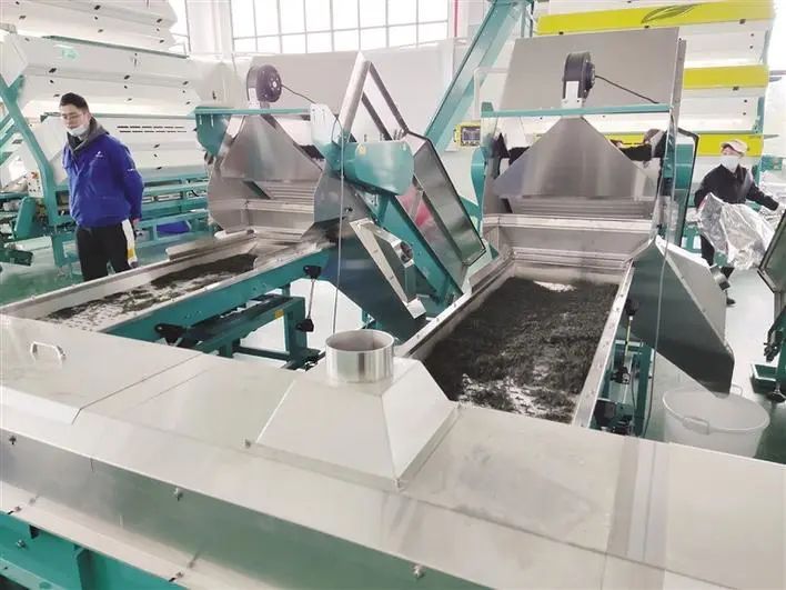 有关于春风万里送新茶：保靖县创新发展保靖黄金茶产业纪实的相关信息(2)