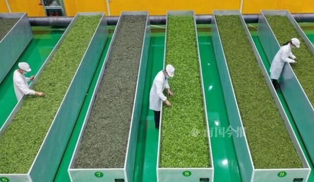 关于三江第一缕茶香要来了！30万茶农争分夺秒赶采明前茶的内容(2)