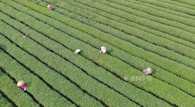 关于三江第一缕茶香要来了！30万茶农争分夺秒赶采明前茶的内容