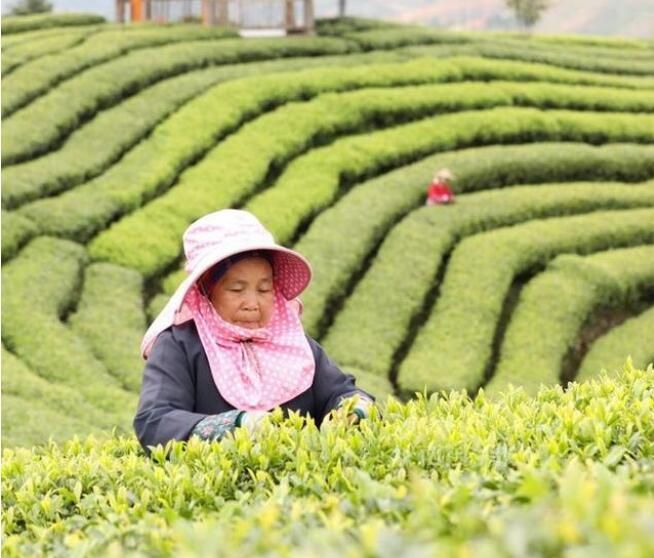关于三江第一缕茶香要来了！30万茶农争分夺秒赶采明前茶的内容(5)