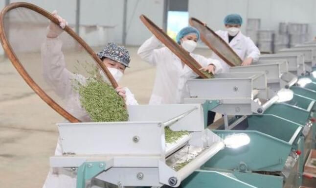 关于三江第一缕茶香要来了！30万茶农争分夺秒赶采明前茶的内容(1)