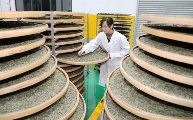 关于三江第一缕茶香要来了！30万茶农争分夺秒赶采明前茶的内容(3)