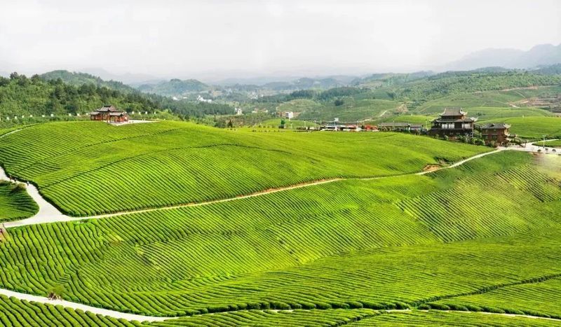 关于铜仁:春风轻拂,茶香袅袅的消息