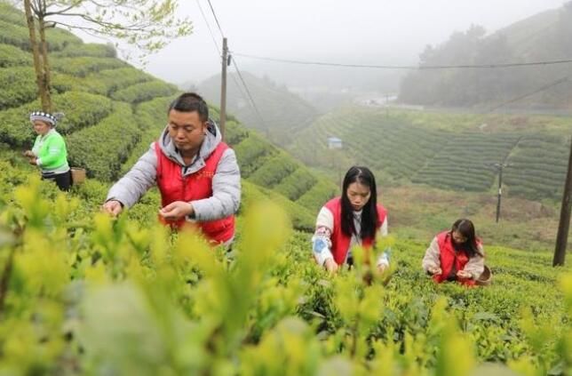 有关于龙里县湾滩河镇:年产值达8500万!的最新消息(3)
