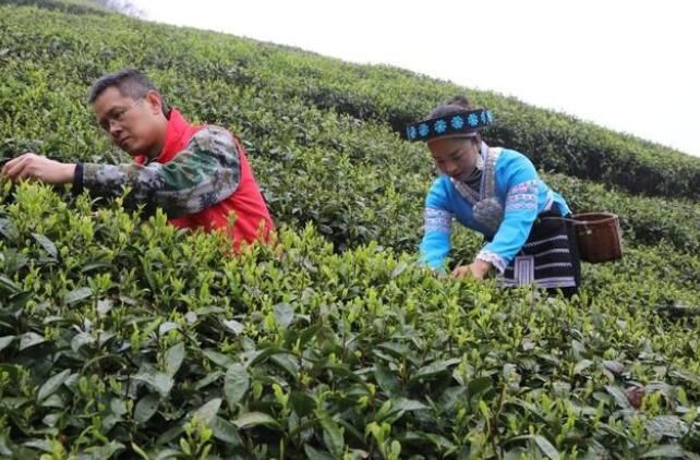 有关于龙里县湾滩河镇:年产值达8500万!的最新消息(5)