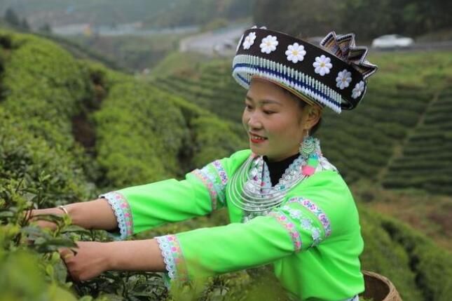 有关于龙里县湾滩河镇:年产值达8500万!的最新消息(1)