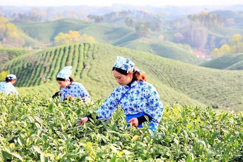 关于河南信阳万亩茶山披绿装 毛尖采摘正当时的最新消息
