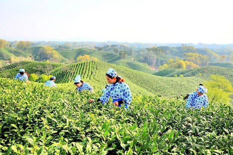 关于河南信阳万亩茶山披绿装 毛尖采摘正当时的最新消息(1)