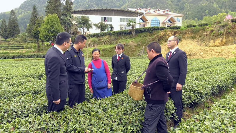 有关于凤冈:六部门联合守护“凤冈锌硒茶”的相关信息(2)