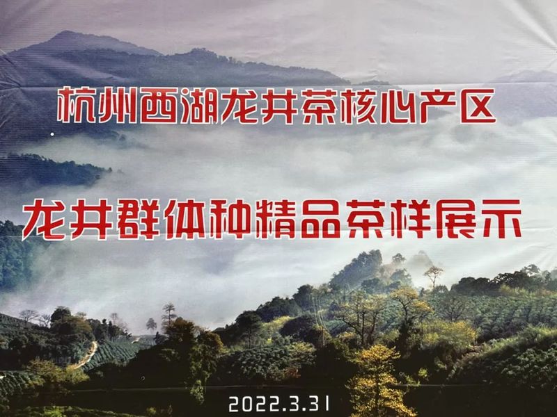 有关于西湖龙井茶核心产区群体种顶尖茶长啥样？精品茶样展示一睹芳容的内容