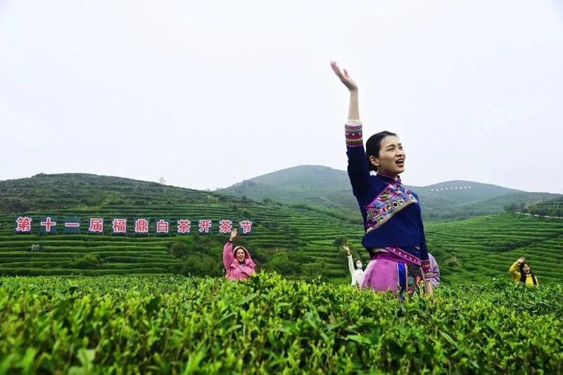 关于已知茶季到来，求解茶叶+线上春茶节=？的消息