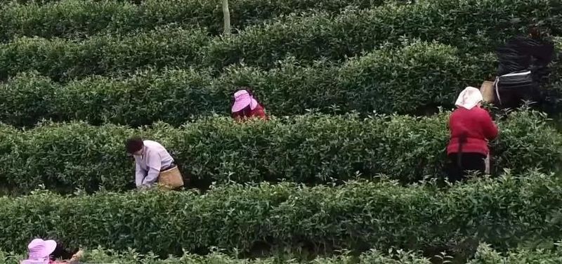 关于全国茶产区正持续推动茶产业升级提质 科技赋能茶产业力度进一步加大的内容