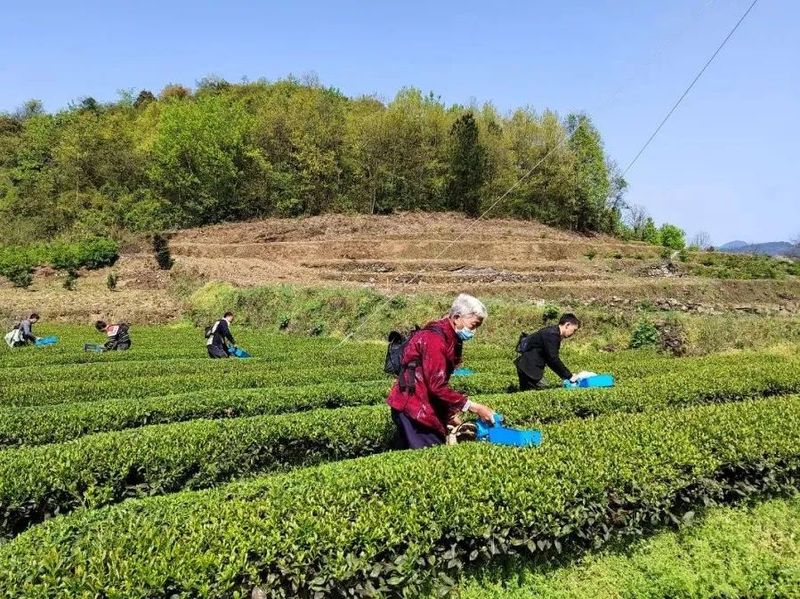 关于湄潭机械化采茶，提高茶叶下树率的相关内容(4)
