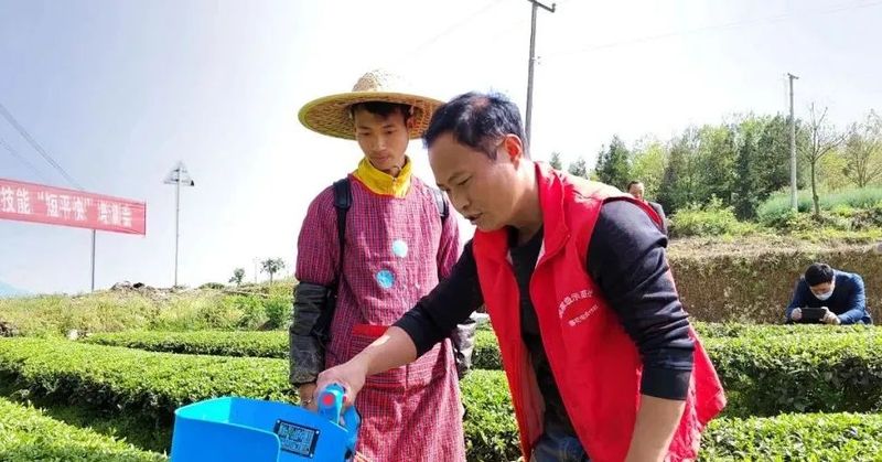 关于湄潭机械化采茶，提高茶叶下树率的相关内容(1)