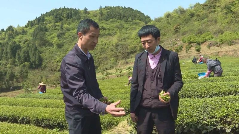 关于湄潭机械化采茶，提高茶叶下树率的相关内容