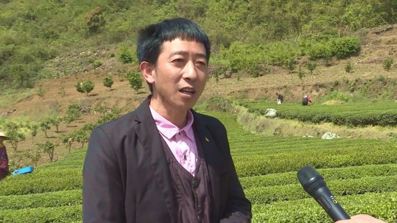 关于湄潭机械化采茶，提高茶叶下树率的相关内容(2)