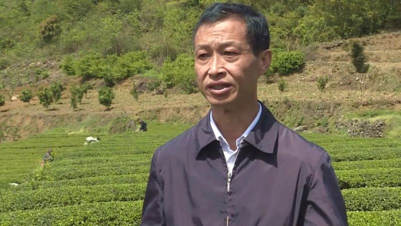 关于湄潭机械化采茶，提高茶叶下树率的相关内容(3)