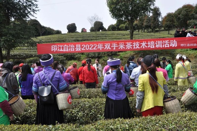 有关于印江县：2022年双手采茶比赛火热进行的信息(1)