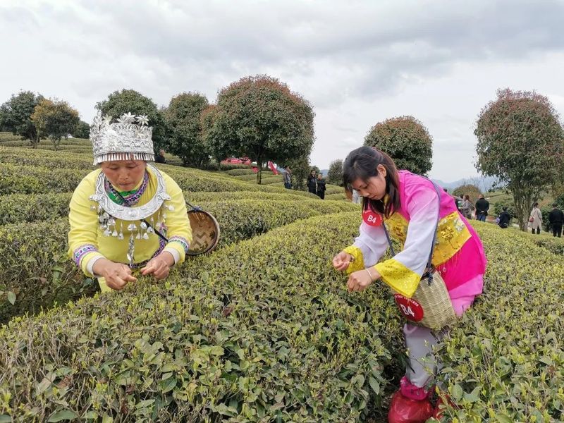 有关于印江县：2022年双手采茶比赛火热进行的信息(2)