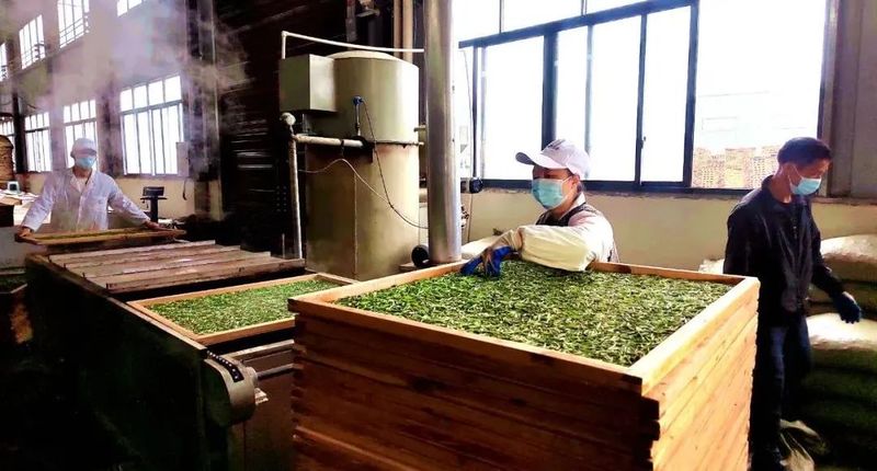 关于茶韵·湄潭，画春茶业：用茶叶勾画春天的信息(3)
