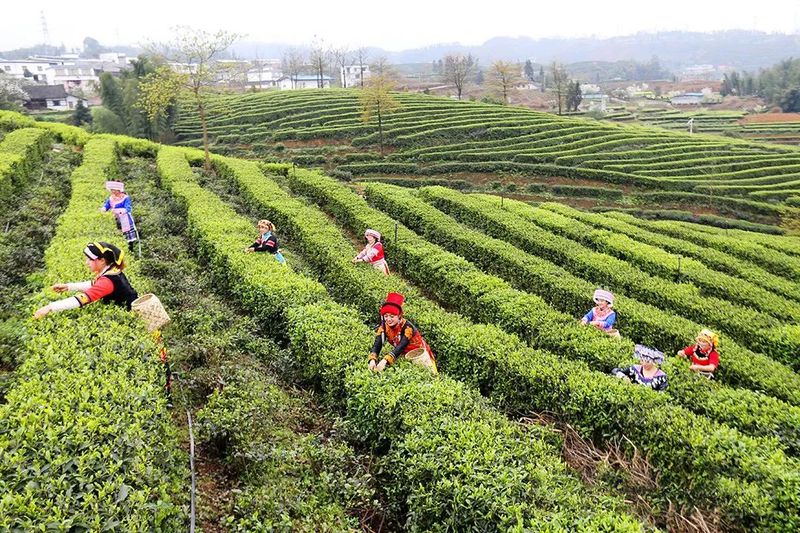 关于四川宜宾：筠连县红色茶乡旅游行的新闻(11)