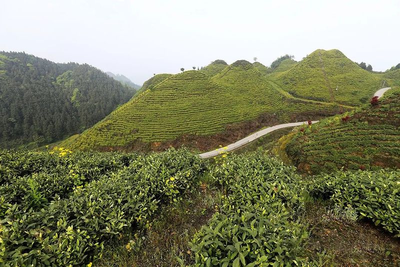 关于四川宜宾：筠连县红色茶乡旅游行的新闻(1)
