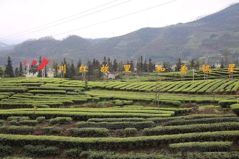 关于四川宜宾：筠连县红色茶乡旅游行的新闻(9)
