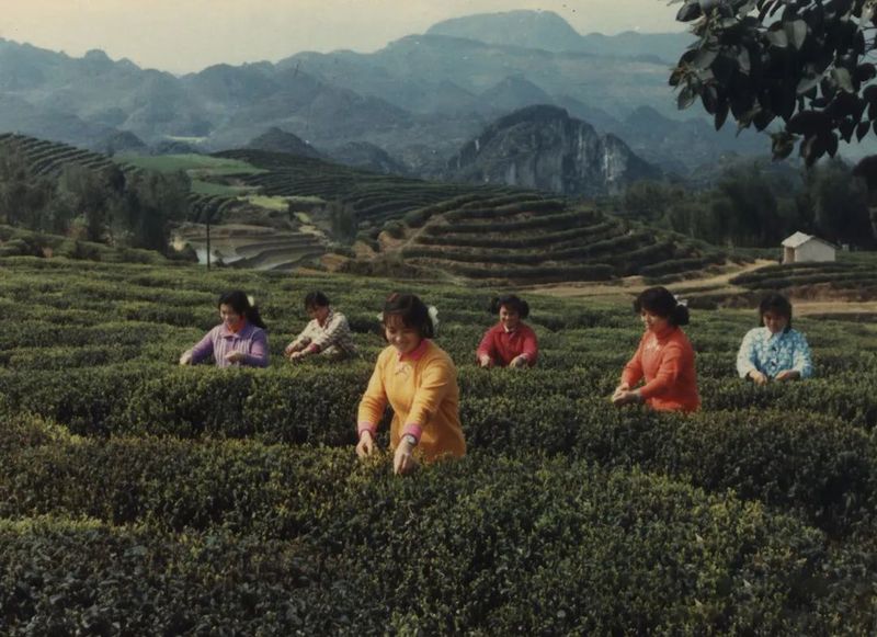 关于四川宜宾：筠连县红色茶乡旅游行的新闻(8)