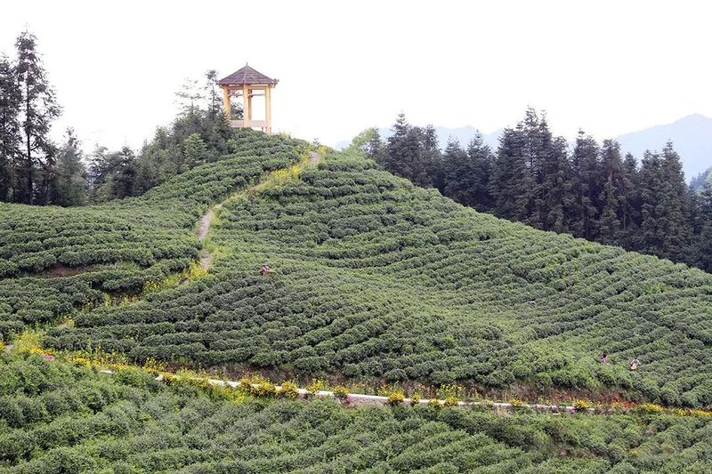 关于四川宜宾：筠连县红色茶乡旅游行的新闻