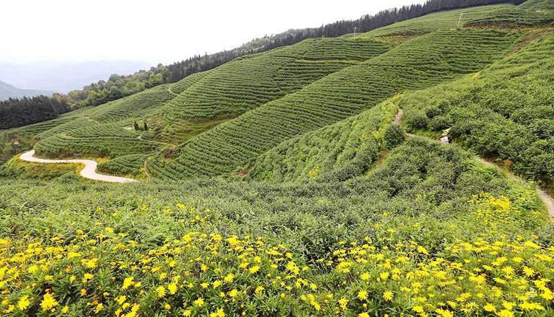 关于四川宜宾：筠连县红色茶乡旅游行的新闻(3)