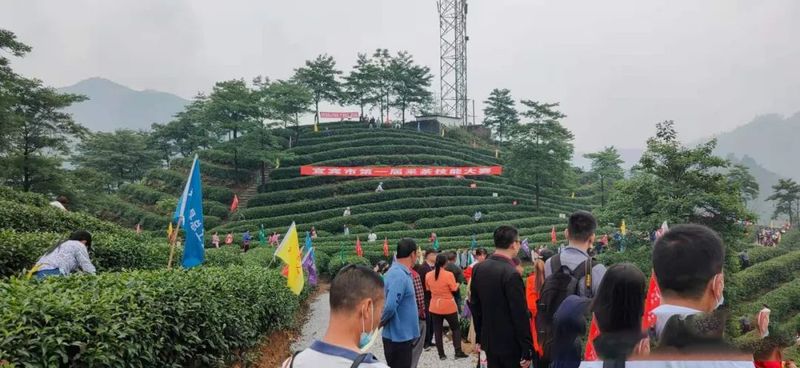 关于四川宜宾：筠连县红色茶乡旅游行的新闻(6)