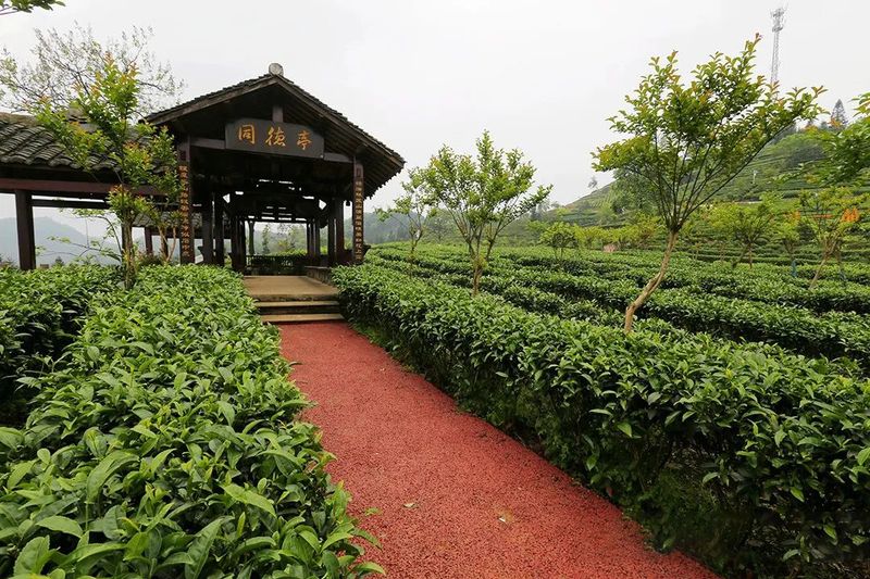 关于四川宜宾：筠连县红色茶乡旅游行的新闻(12)