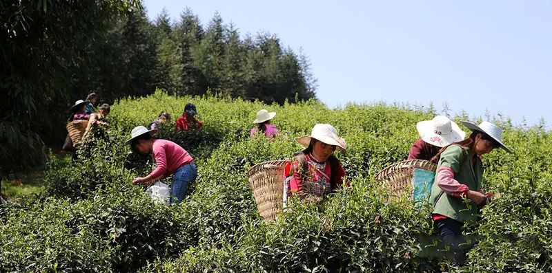 关于四川宜宾：筠连县红色茶乡旅游行的新闻(2)
