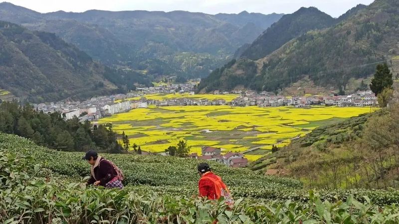 关于盐场镇:小茶叶书写乡村振兴大文章的消息