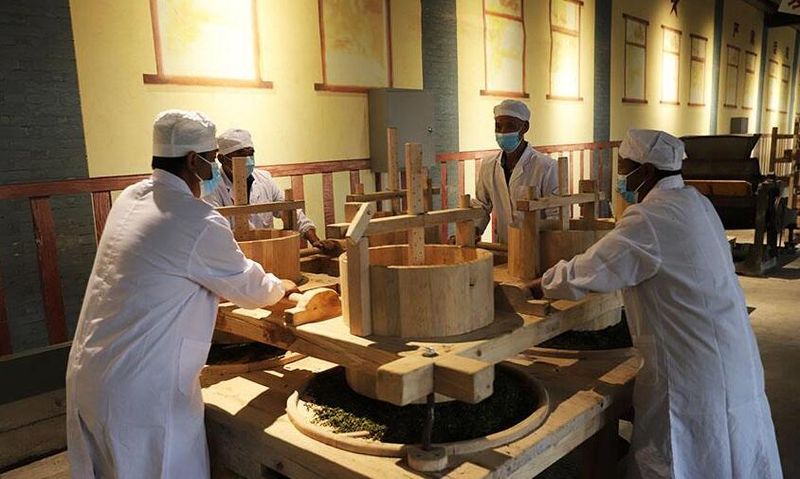 关于云南临沧：乡村振兴路上茶飘香的内容(3)
