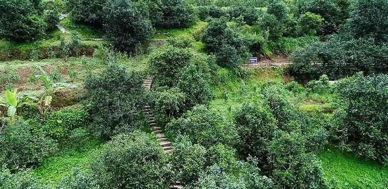 关于云南临沧：乡村振兴路上茶飘香的内容(4)