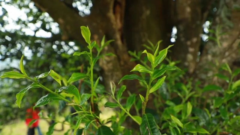 有关于澜沧邦崴千年古茶王开采 采摘创新高收获鲜叶91.2公斤的相关内容(1)